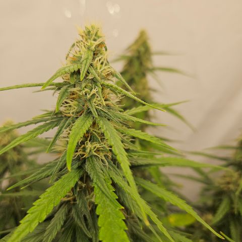 Ice Cream Cake Automatic growlog timeline photo