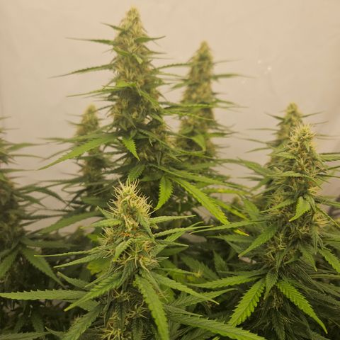 Ice Cream Cake Automatic growlog timeline photo
