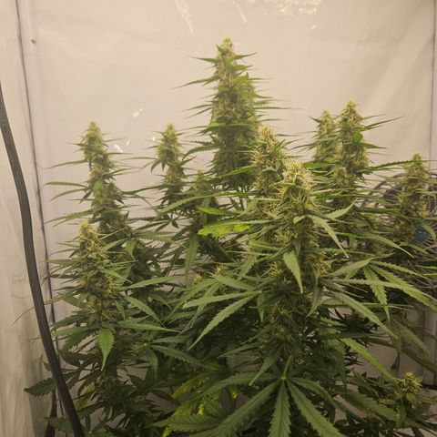Ice Cream Cake Automatic growlog timeline photo