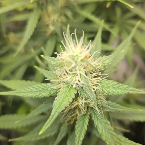 Ice Cream Cake Automatic growlog timeline photo