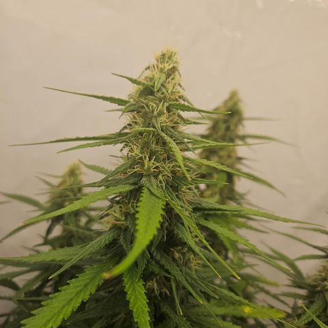 Ice Cream Cake Automatic growlog timeline photo
