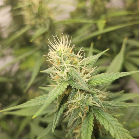 Ice Cream Cake Automatic growlog timeline photo