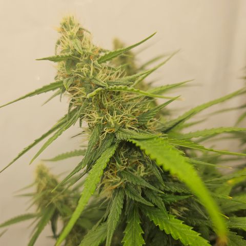 Ice Cream Cake Automatic growlog timeline photo
