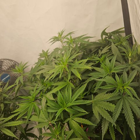 Ice Cream Cake growlog timeline photo