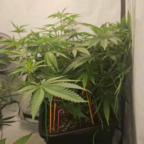 Ice Cream Cake growlog timeline photo