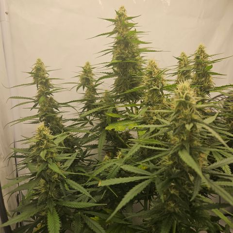 Ice Cream Cake Automatic growlog timeline photo
