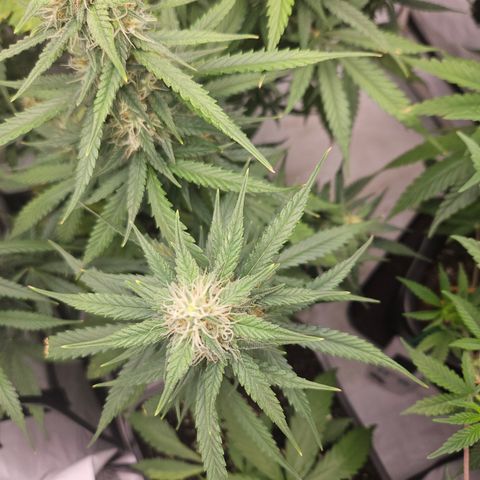 Ice Cream Cake Automatic growlog timeline photo