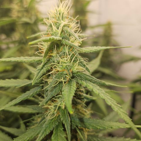 Ice Cream Cake Automatic growlog timeline photo