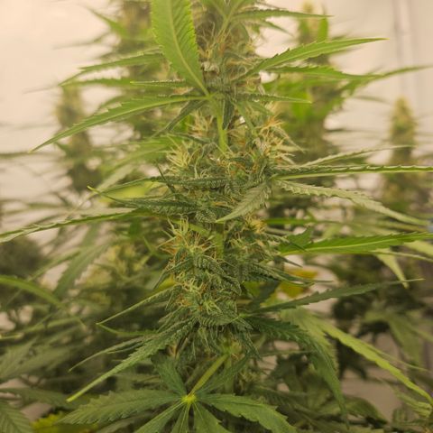Ice Cream Cake Automatic growlog timeline photo