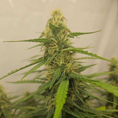 Ice Cream Cake Automatic growlog timeline photo