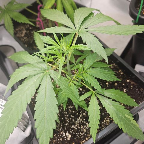 Krüppel Watermelon Candy F1 Automatic growlog photo: Habe zwei 