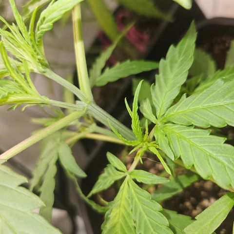Krüppel Watermelon Candy F1 Automatic growlog photo: Habe zwei 