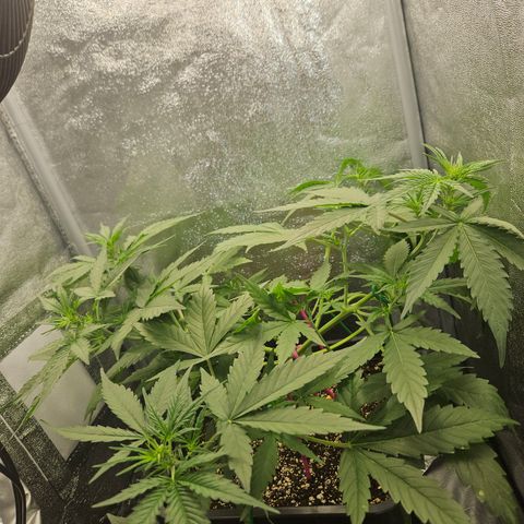 Amnesia Haze Automatic growlog timeline photo