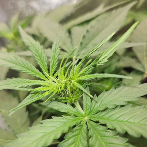 Amnesia Haze Automatic growlog timeline photo