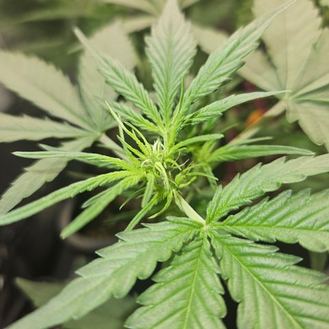 Amnesia Haze Automatic growlog timeline photo