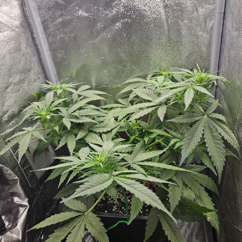 Amnesia Haze Automatic growlog timeline photo