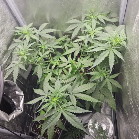 Amnesia Haze Automatic growlog timeline photo
