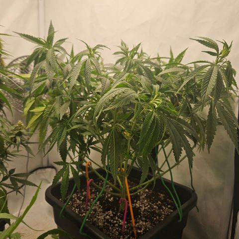 Ice Cream Cake growlog timeline photo