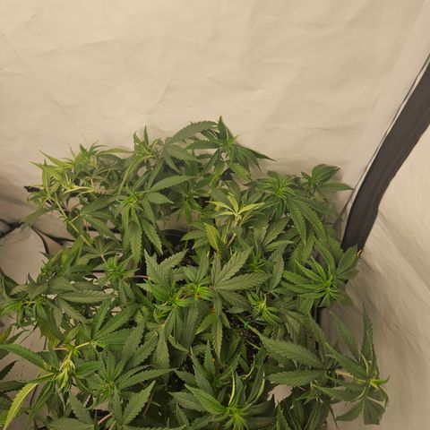 Ice Cream Cake growlog timeline photo