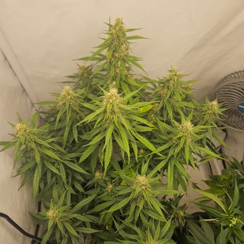 Ice Cream Cake Automatic growlog timeline photo