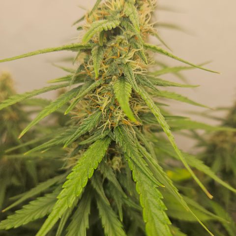 Ice Cream Cake Automatic growlog timeline photo