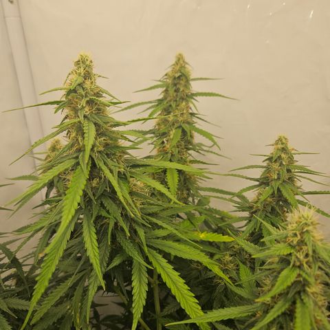 Ice Cream Cake Automatic growlog timeline photo