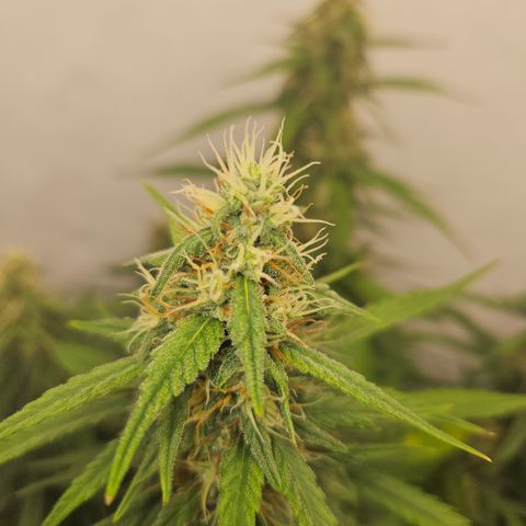 Ice Cream Cake Automatic growlog timeline photo