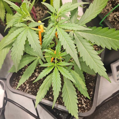 Krüppel Watermelon Candy F1 Automatic growlog timeline photo