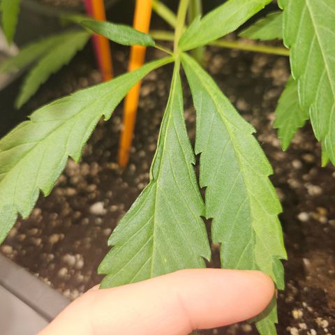 Krüppel Watermelon Candy F1 Automatic growlog timeline photo