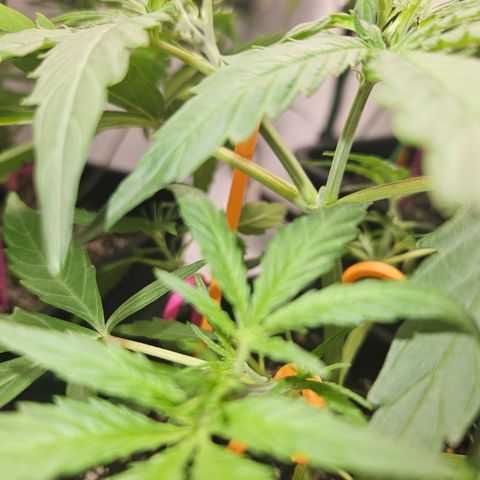 Krüppel Watermelon Candy F1 Automatic growlog timeline photo