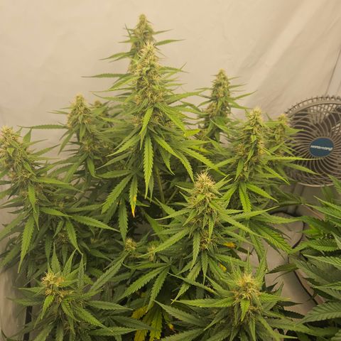 Ice Cream Cake Automatic growlog timeline photo