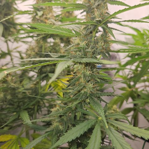 Ice Cream Cake Automatic growlog timeline photo