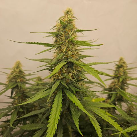 Ice Cream Cake Automatic growlog timeline photo