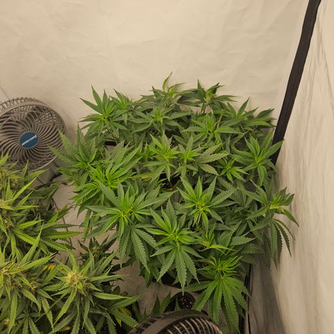 Ice Cream Cake growlog timeline photo