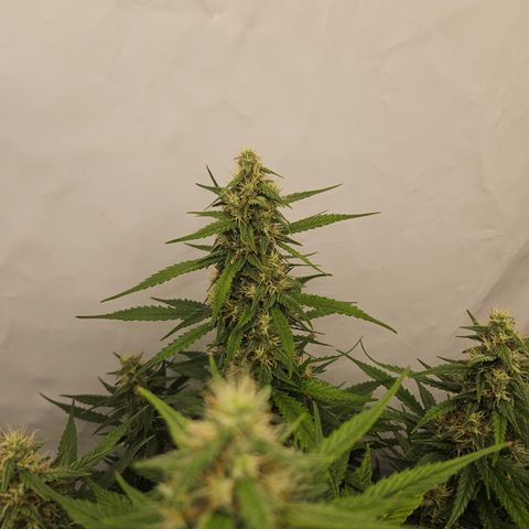 Ice Cream Cake Automatic growlog timeline photo