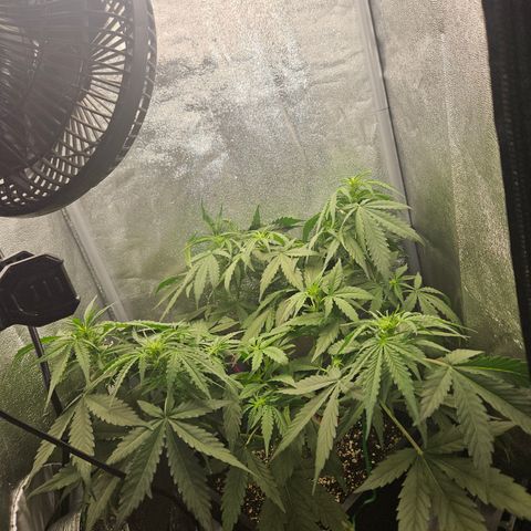Amnesia Haze Automatic growlog timeline photo