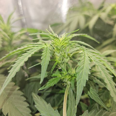 Amnesia Haze Automatic growlog timeline photo