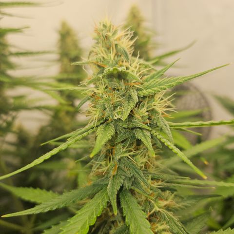 Ice Cream Cake Automatic growlog timeline photo