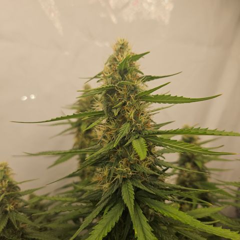 Ice Cream Cake Automatic growlog timeline photo