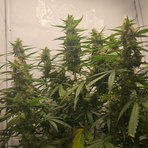 Ice Cream Cake Automatic growlog timeline photo