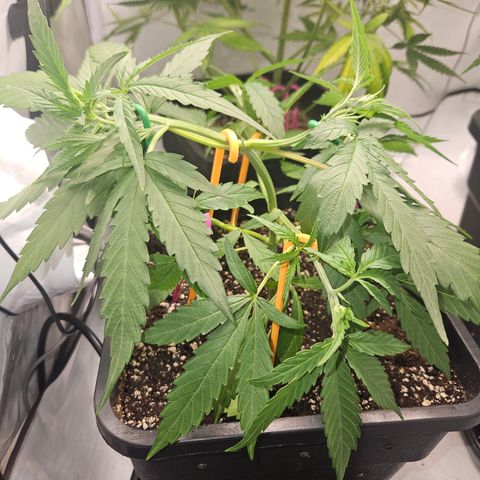 Krüppel Watermelon Candy F1 Automatic growlog timeline photo