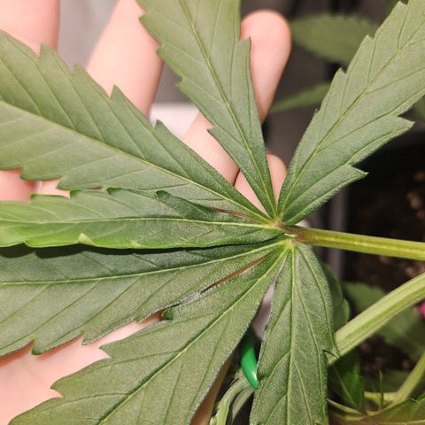 Krüppel Watermelon Candy F1 Automatic growlog timeline photo