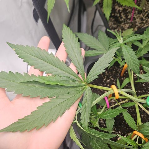Krüppel Watermelon Candy F1 Automatic growlog timeline photo