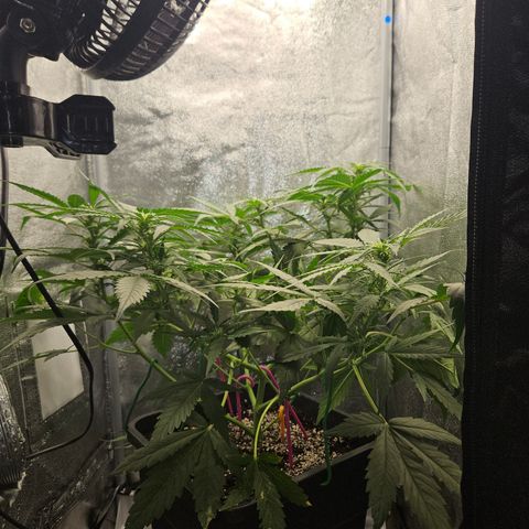 Amnesia Haze Automatic growlog timeline photo