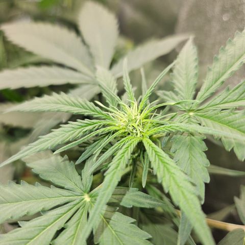 Amnesia Haze Automatic growlog timeline photo
