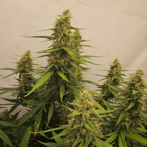 Ice Cream Cake Automatic growlog timeline photo