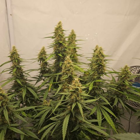 Ice Cream Cake Automatic growlog timeline photo