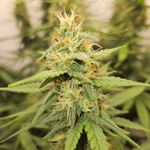 Ice Cream Cake Automatic growlog timeline photo
