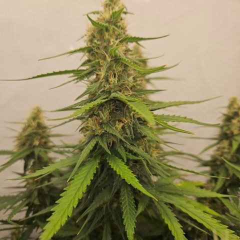 Ice Cream Cake Automatic growlog timeline photo