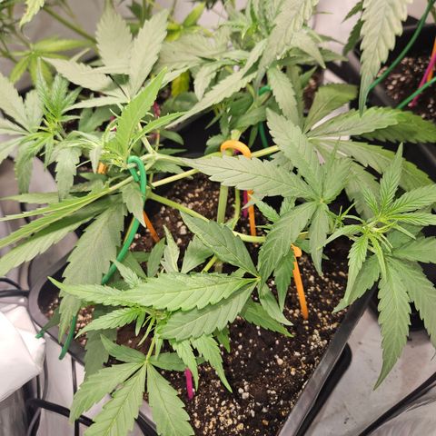 Krüppel Watermelon Candy F1 Automatic growlog timeline photo